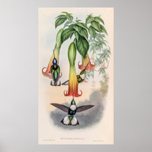 Vintage Hummingbird av John Gould Poster