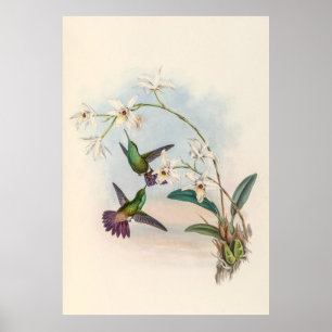 Vintage Hummingbird av John Gould Poster