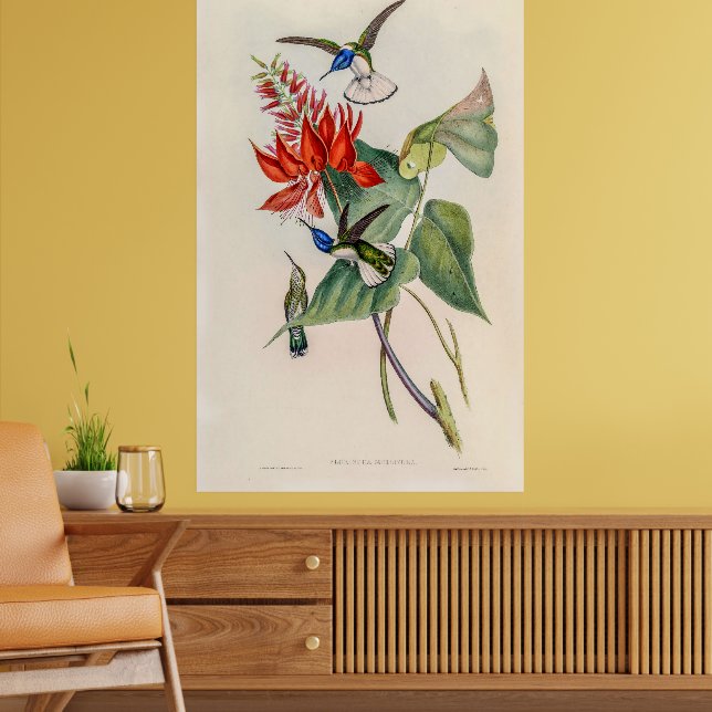 Vintage Hummingbird av John Gould Poster (Vardagsrum 2)