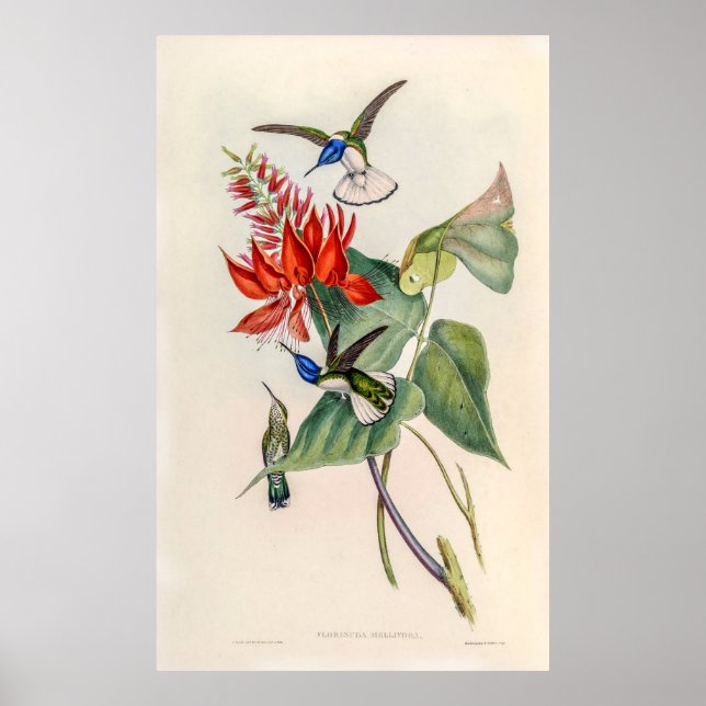 Vintage Hummingbird av John Gould Poster (Framsidan)