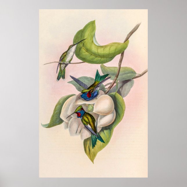 Vintage Hummingbird av John Gould Poster (Framsidan)