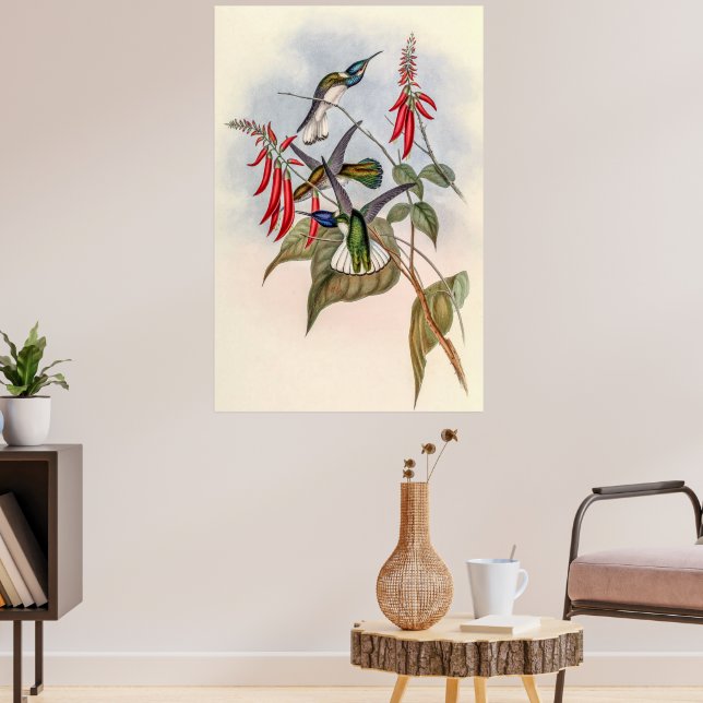 Vintage Hummingbird av John Gould Poster (Vardagsrum 3)