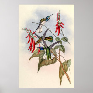 Vintage Hummingbird av John Gould Poster