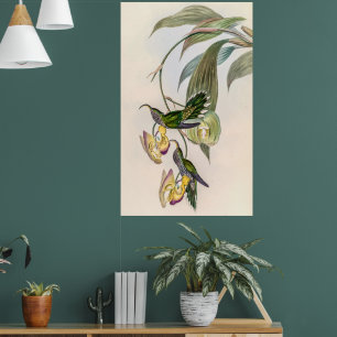 Vintage Hummingbird av John Gould Poster