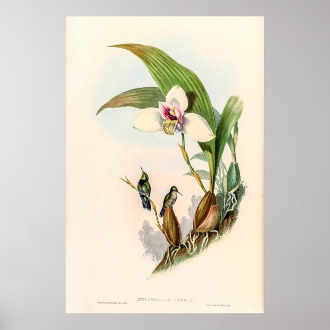 Vintage Hummingbird av John Gould Poster (Framsidan)