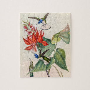 Vintage Hummingbird av John Gould Pussel