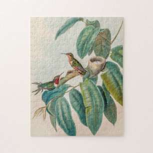Vintage Hummingbird av John Gould Pussel