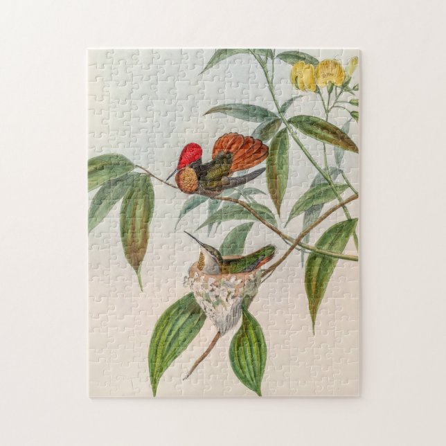 Vintage Hummingbird av John Gould Pussel (Vertikal)