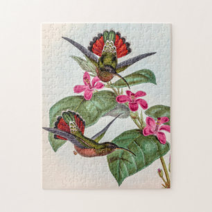 Vintage Hummingbird av John Gould Pussel