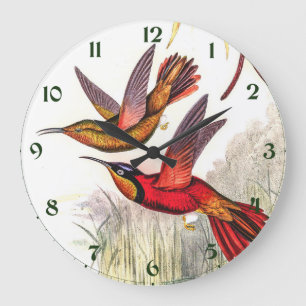 Vintage Hummingbird av John Gould Stor Klocka