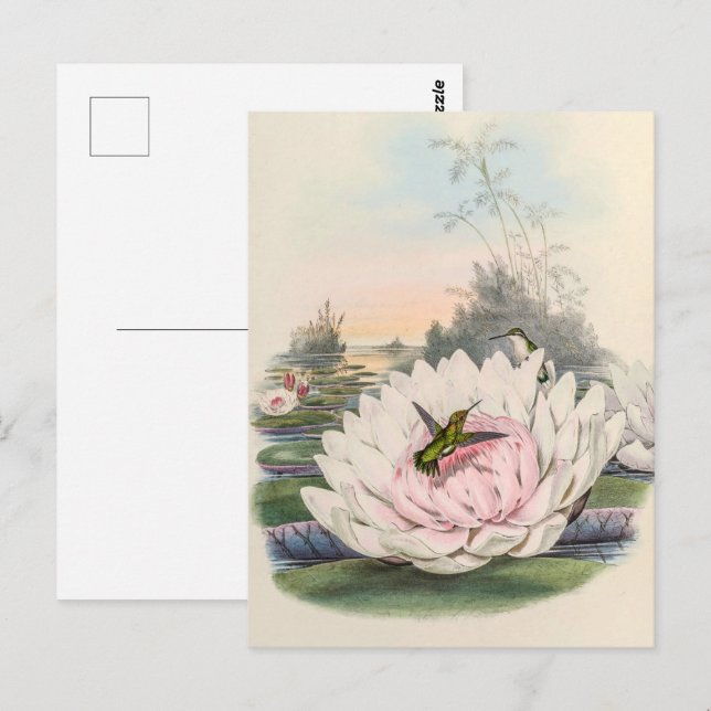 Vintage Hummingbird av John Gould Vykort (Fram/baksida)