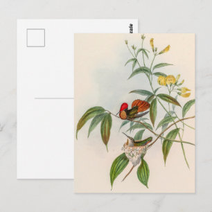 Vintage Hummingbird av John Gould Vykort