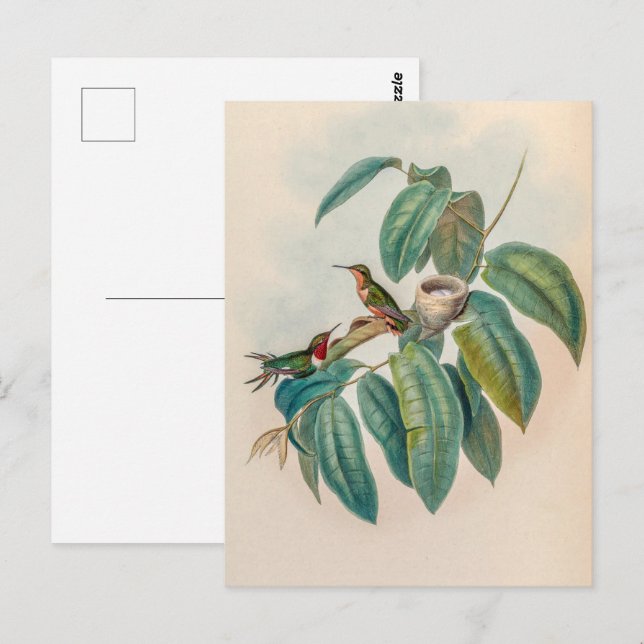 Vintage Hummingbird av John Gould Vykort (Fram/baksida)