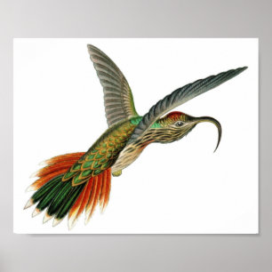 Vintage Hummingbird Illustration Poster