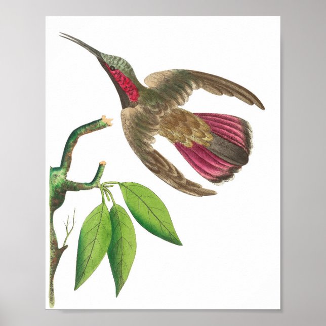 Vintage Hummingbird Illustration Poster (Framsidan)