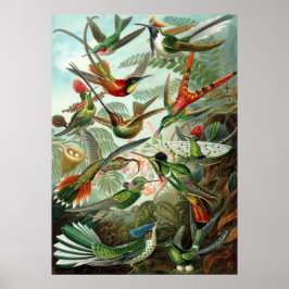 Vintage Hummingbird Illustration Poster