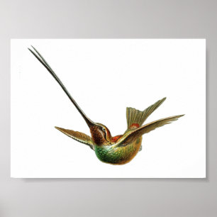 Vintage Hummingbird Illustration Poster