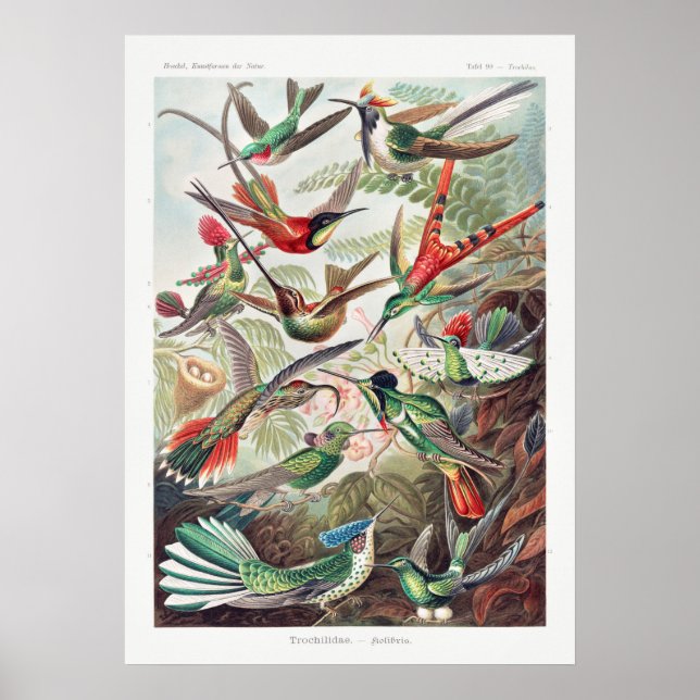 Vintage Hummingbird Illustration Poster (Framsidan)