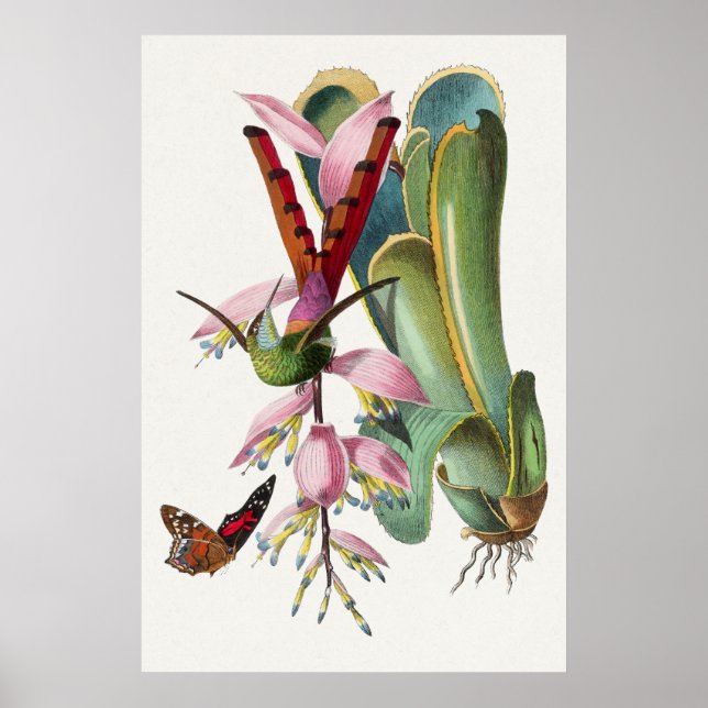 Vintage Hummingbird Illustration Poster (Framsidan)