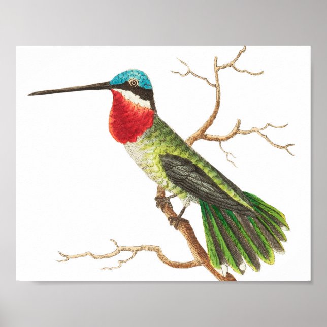 Vintage Hummingbird Illustration Poster (Framsidan)