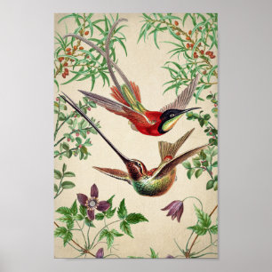 Vintage Hummingbird Illustration Poster