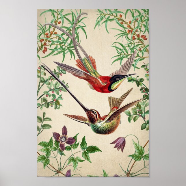Vintage Hummingbird Illustration Poster (Framsidan)