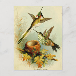 Vintage Hummingbird Illustration Vykort