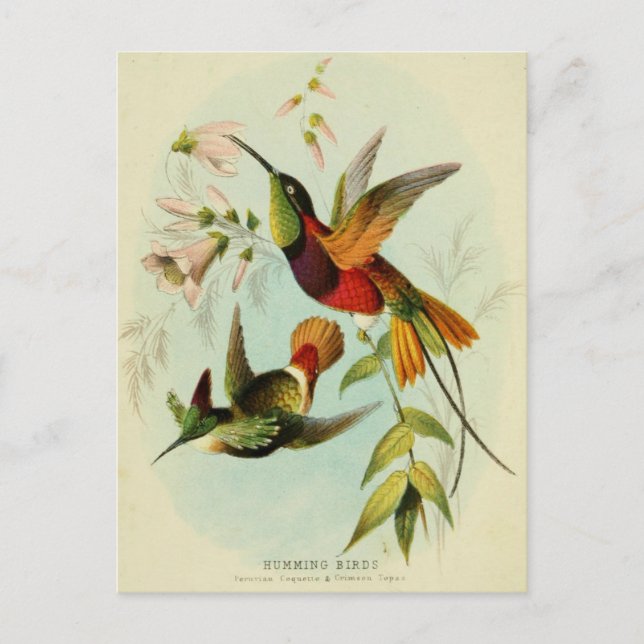 Vintage Hummingbird Illustration Vykort (Framsida)