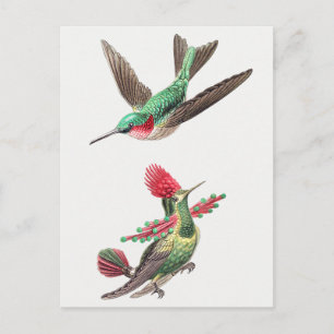 Vintage Hummingbird Illustration Vykort