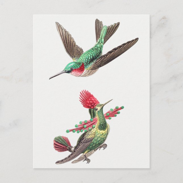 Vintage Hummingbird Illustration Vykort (Framsida)