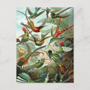 Vintage Hummingbird Illustration Vykort
