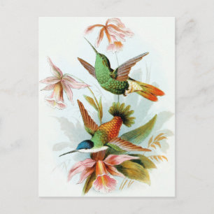 Vintage Hummingbird Illustration Vykort