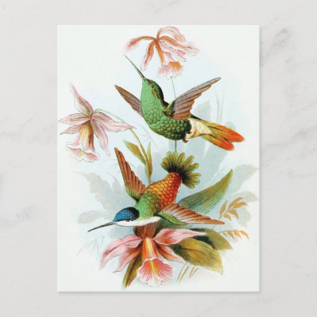 Vintage Hummingbird Illustration Vykort (Framsida)