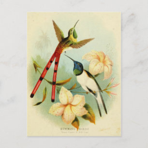 Vintage Hummingbird Illustration Vykort
