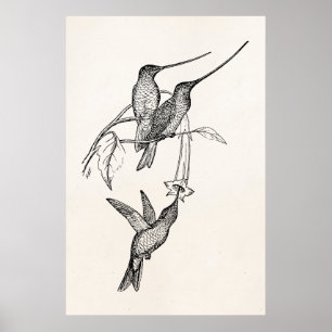Vintage Hummingbird Long Beaks Personlig Birds Poster
