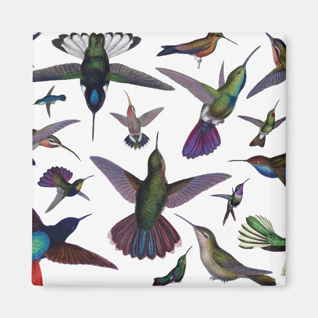 Vintage Hummingbird Magnet (Framsidan)