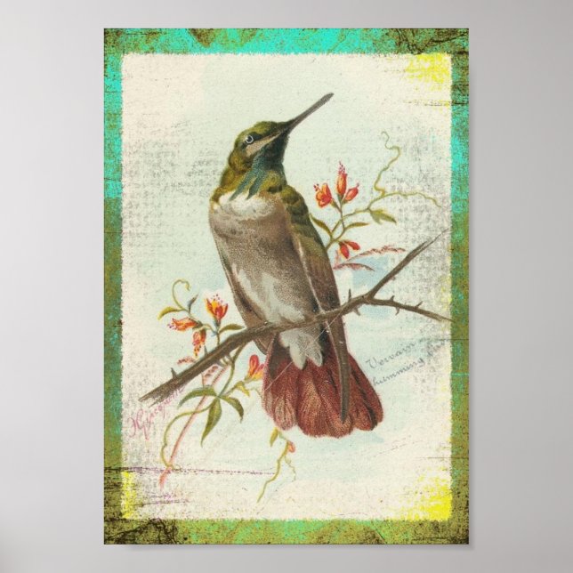Vintage Hummingbird Poster (Framsidan)