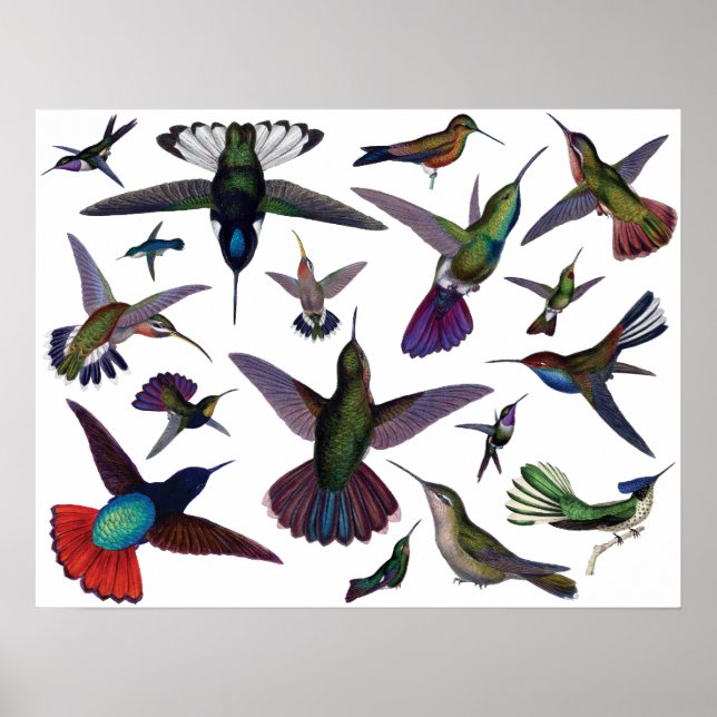 Vintage Hummingbird Poster (Framsidan)