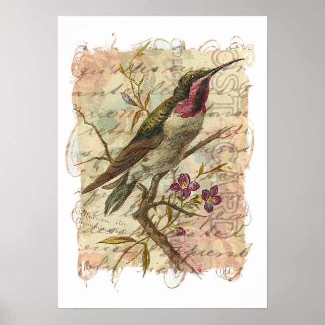 Vintage Hummingbird Poster (Framsidan)