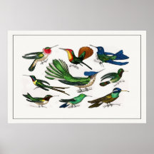 Vintage: Hummingbird