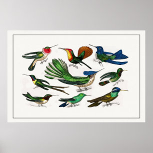 Vintage: Hummingbird Poster