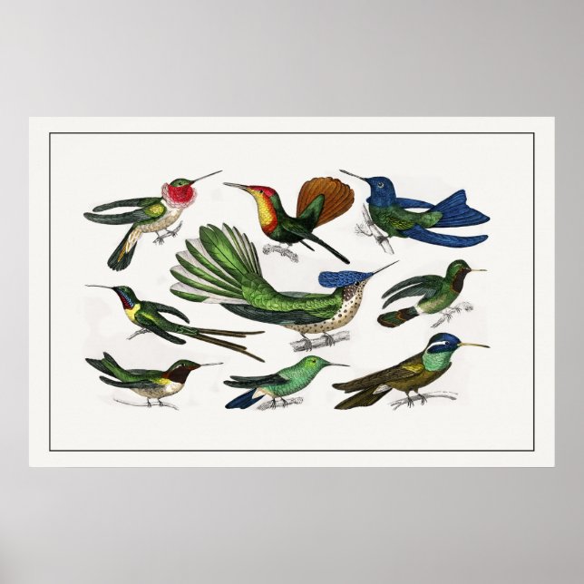 Vintage: Hummingbird Poster (Framsidan)