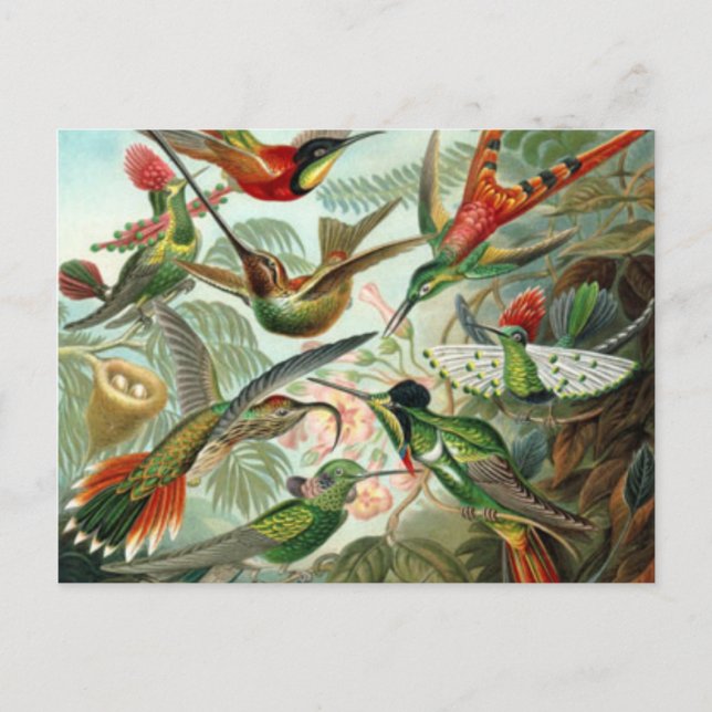 Vintage Hummingbird-postkort Vykort (Framsida)