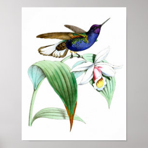 Vintage Hummingbird Print No.1 Vår Wall Decor Poster
