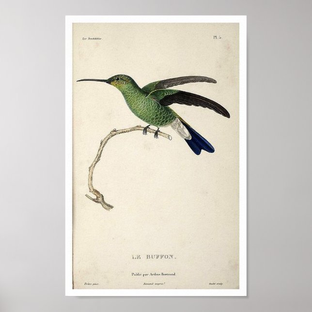 Vintage Hummingbird Print Poster (Framsidan)
