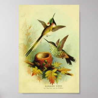 Vintage Hummingbird Print Poster