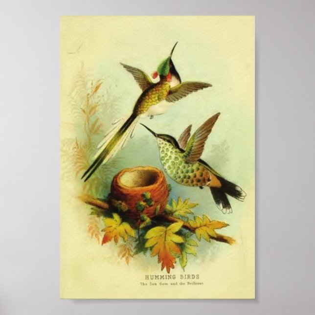 Vintage Hummingbird Print Poster (Framsidan)