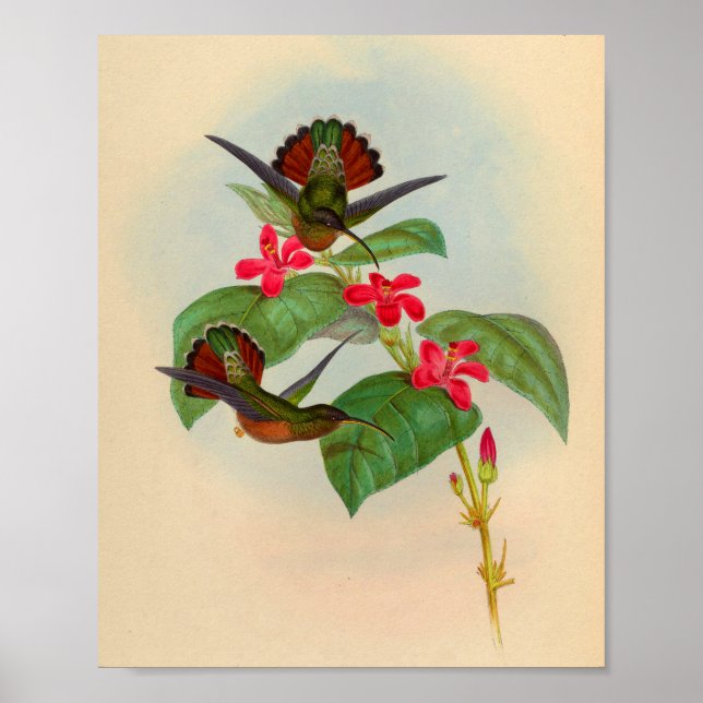 Vintage Hummingbird Print Red Flowers Poster (Framsidan)