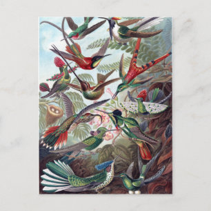 Vintage Hummingbird Vykort