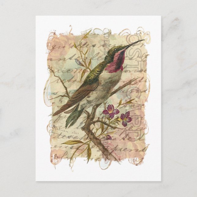 Vintage Hummingbird Vykort (Framsida)